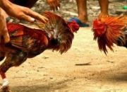 Marak Judi Sabung Ayam di Kabupaten Buru-Maluku, Penegak Hukum Kaku
