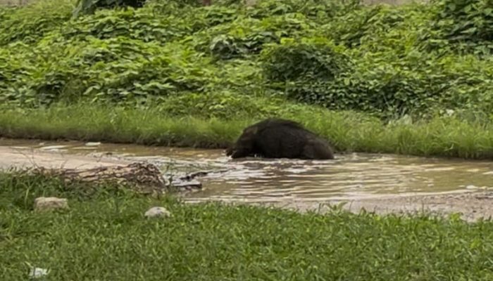 Pemda Buru Tutup Mata dari Jalan Rusak, Seekor Babi Hutan Nekat Mandi di Jalan Berlubang