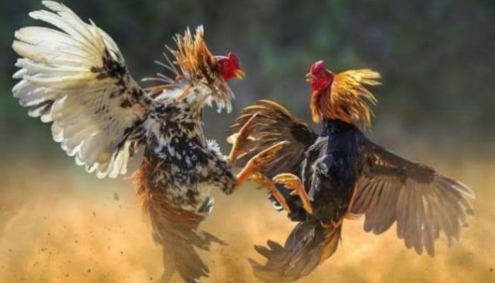 Danramil Waeapo ; Apabila Kedapatan Aktivitas Judi Sabung Ayam, Kita Tangkap dan Proses Hukum